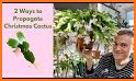 Plants Christmas related image