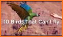 Birds Can't Fly related image