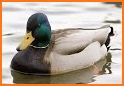 The Duck ID App related image