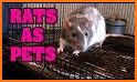 How to Take Care of a Pet Rat related image