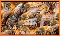 Apiculture related image