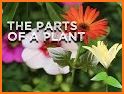 Botany Picture Dictionary for Kids related image