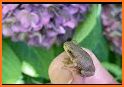 Flower Wallpaper Hydrangeas and Frogs Theme related image