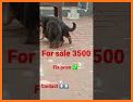 Pets Market Buy, Sell & Adopt related image