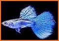 New Fish Feed And Grow Wallpapers related image