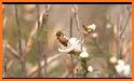 Honey Wars related image