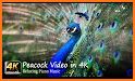 Peacocks Live Wallpapers related image