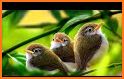 Animal Ringtones - Animal Wallpaper Bird Ringtones related image