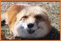 The Happy Fox related image