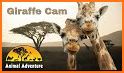 Animal Live Cams related image