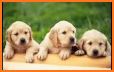 Dogs Wallpaper related image