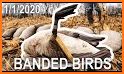 Bird Hunter 2020 related image