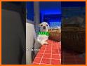 D.O.G. related image