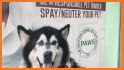 4 Paws PH related image
