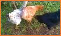 Chicken breeding related image