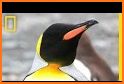 King penguin related image