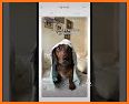 Offleash’d: Pets,Pals & Dating related image