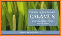 Calamus related image