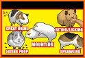 Guinea Pig Communicator related image