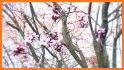 Spring Sakura Flower Gravity Theme related image
