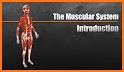 The Muscular System Manual related image