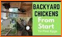 Backyard Chickens related image