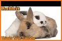 Rabbit Forest Bunny Sim Games related image