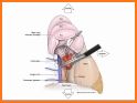 Surgical Anatomy of the Lung related image