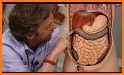 3D Human Anatomy Atlas Physiology: Internal Organs related image