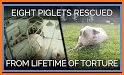 Cute Piggy Rescue related image