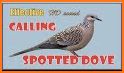 Dove Sounds - Dove Calls for Hunting related image
