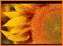 SunFlower Camera HD related image