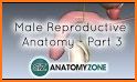 Penis Anatomy Encyclopedia related image