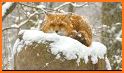 Winter Nature related image