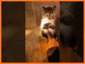 thecatvibess related image