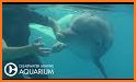 Clearwater Marine Aquarium related image