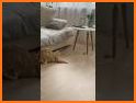 Mouse Chasing related image