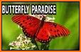 Butterfly Paradise related image