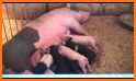 Baby pig mommy newborn related image