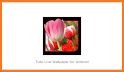 Tulip Flower Theme Launcher related image