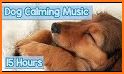 Dog Sounds related image