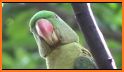 Parrot Voice Recorder related image