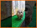 Owl Look Friends related image