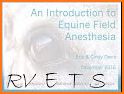 Equine Anaesthesia related image