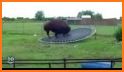 Trampoline Animal related image