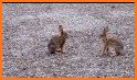 Rabbit Boxing related image