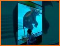 Dream Zoo related image