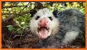 Mitzi Opossum Emoji's related image