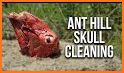 Ant Cleaner related image