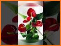 Plants Christmas related image